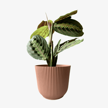 Maranta Leuconeura Fascinator Plant (Tricolor, Prayer Plant)